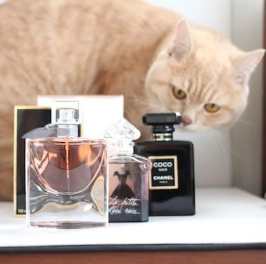 Three New Fragrances and Un Chat.