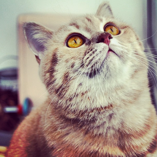 mr bear british shorthair cat