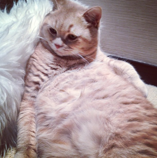 cat looking fat