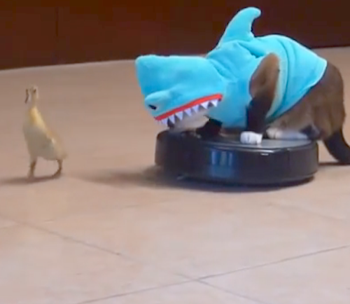 cat with shark with duck and hoover