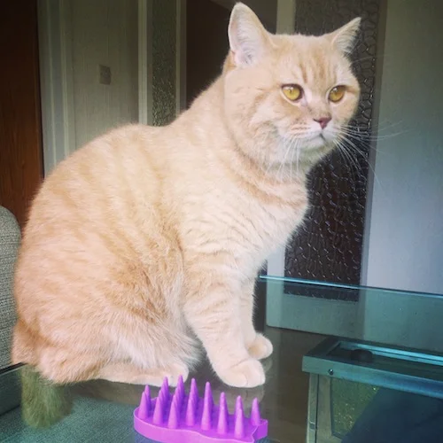 cat zoom groom review