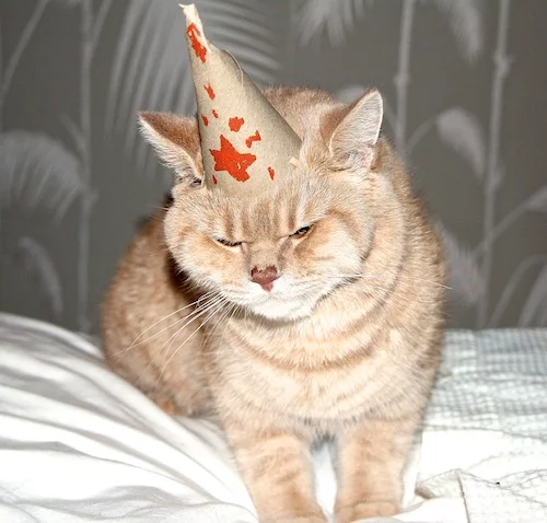 birthday cat