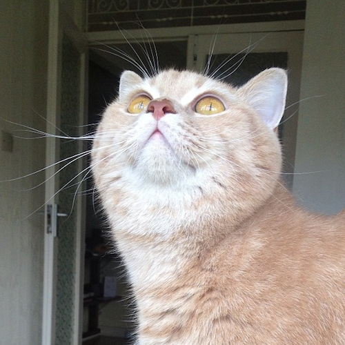 cream british shorthair cat