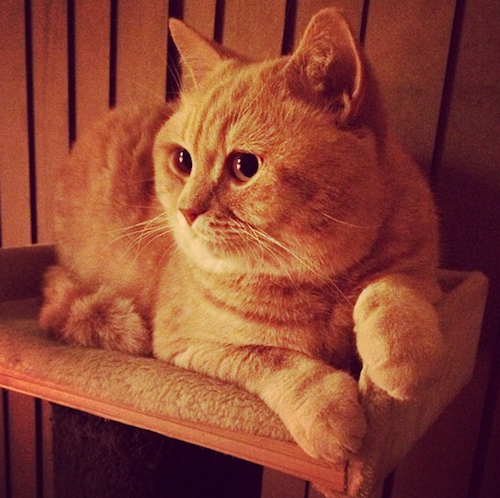 mr bear british shorthair cat