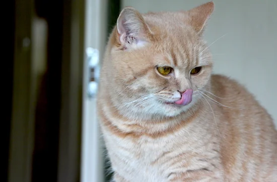 mr bear the british shorthair cat