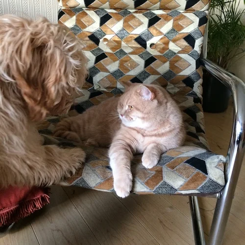 cockapoo and british shorthair cat