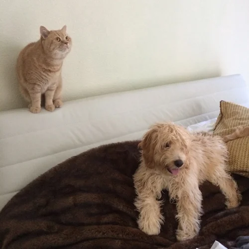 cockapoo puppy british shorthair cat