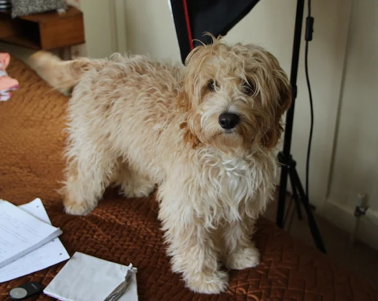 dexter the cockapoo puppy