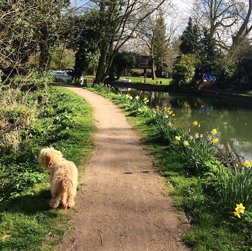 riverside dog walking springtime in britain