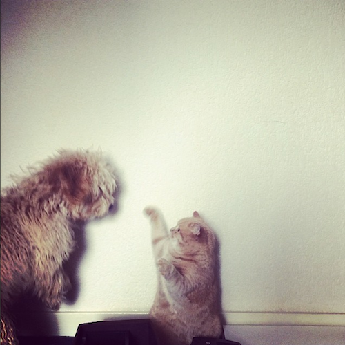 cockapoo puppy and british shorthair cat