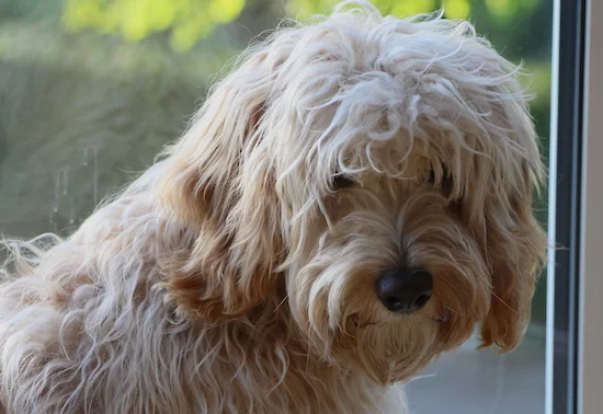 dexter cockapoo puppy