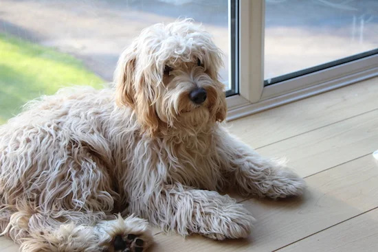 dexter the cockapoo puppy