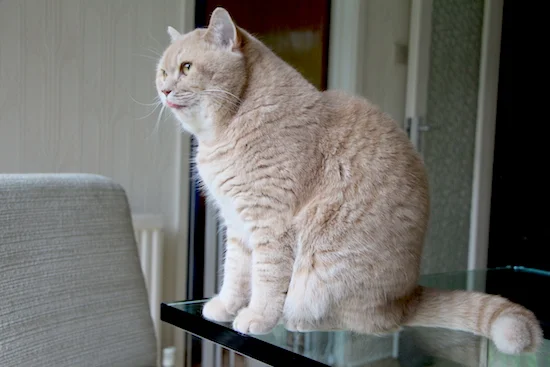 mr bear british shorthair cat