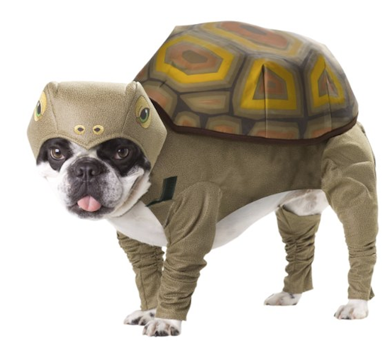 dog outfit tortoise