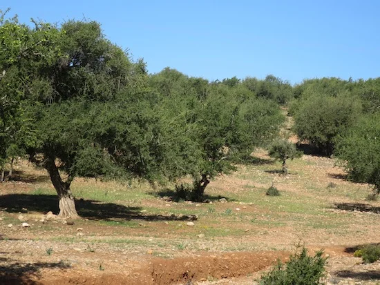 argan trees in agadir morocco