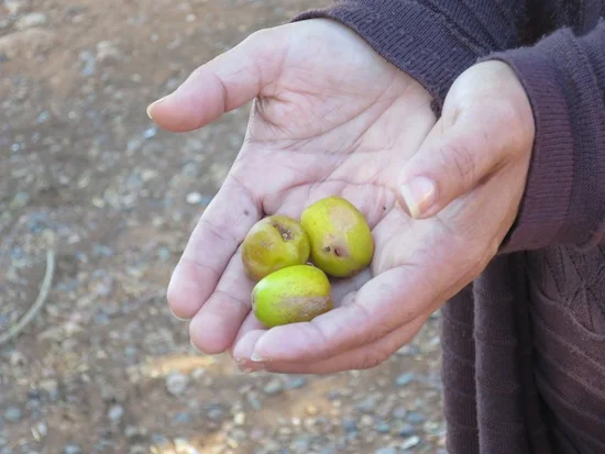 argan fruit organic