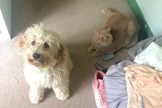 cockapoo and british shorthair cat