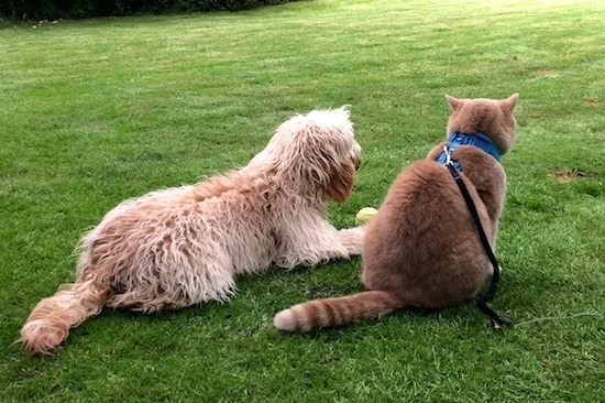 do cockapoos get on with cats