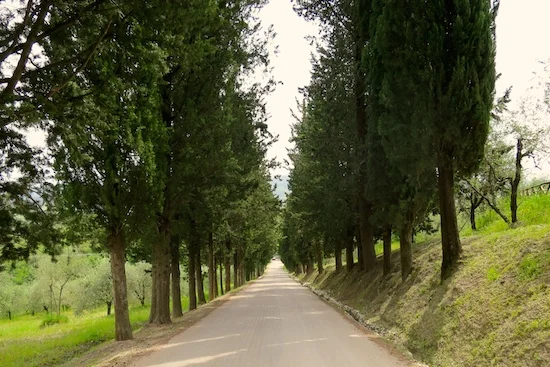 tuscany tree-lined avenue