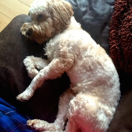 shaved cockapoo puppy