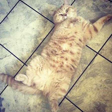fat cat on floor