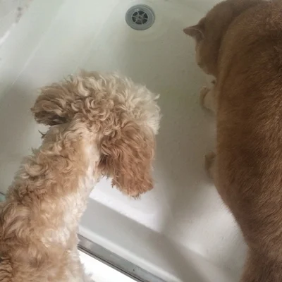 cockapoo and british shorthair