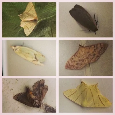 moth species