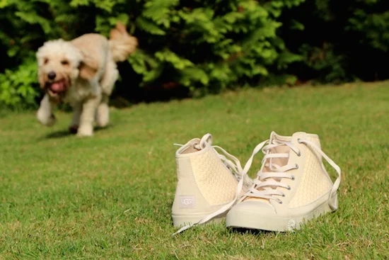 cockapoo puppy running