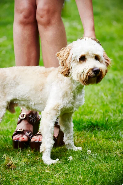 cockapoo puppy 