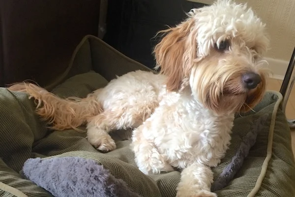 dexter the cockapoo puppy