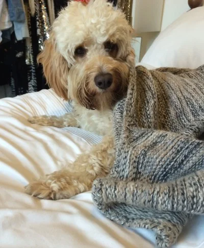 dexter cockapoo