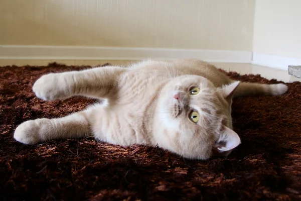 cream british shorthair