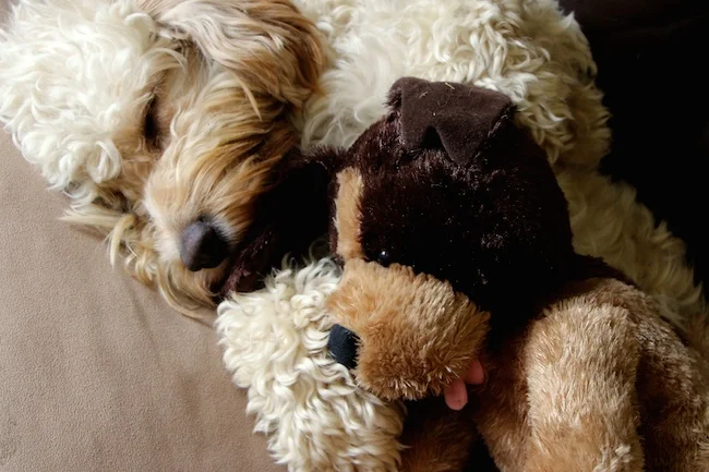 sleeping cockapoo cute