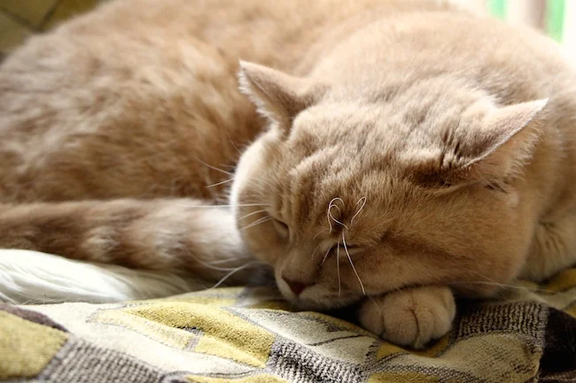 mr bear british shorthair cat