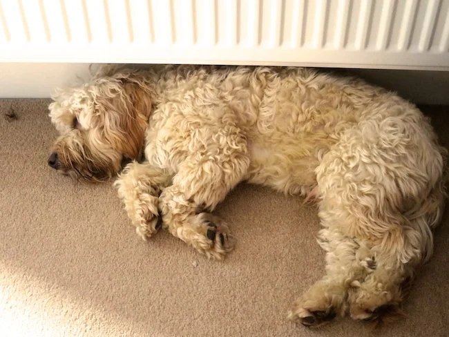 golden cockapoo