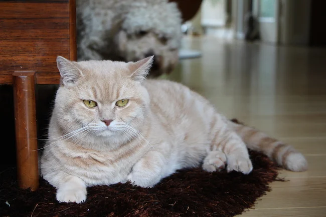 mr bear the british shorthair cat