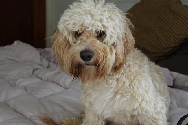 cockapoo puppy