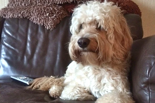 dexter cockapoo dog