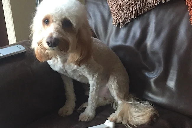 shaved cockapoo