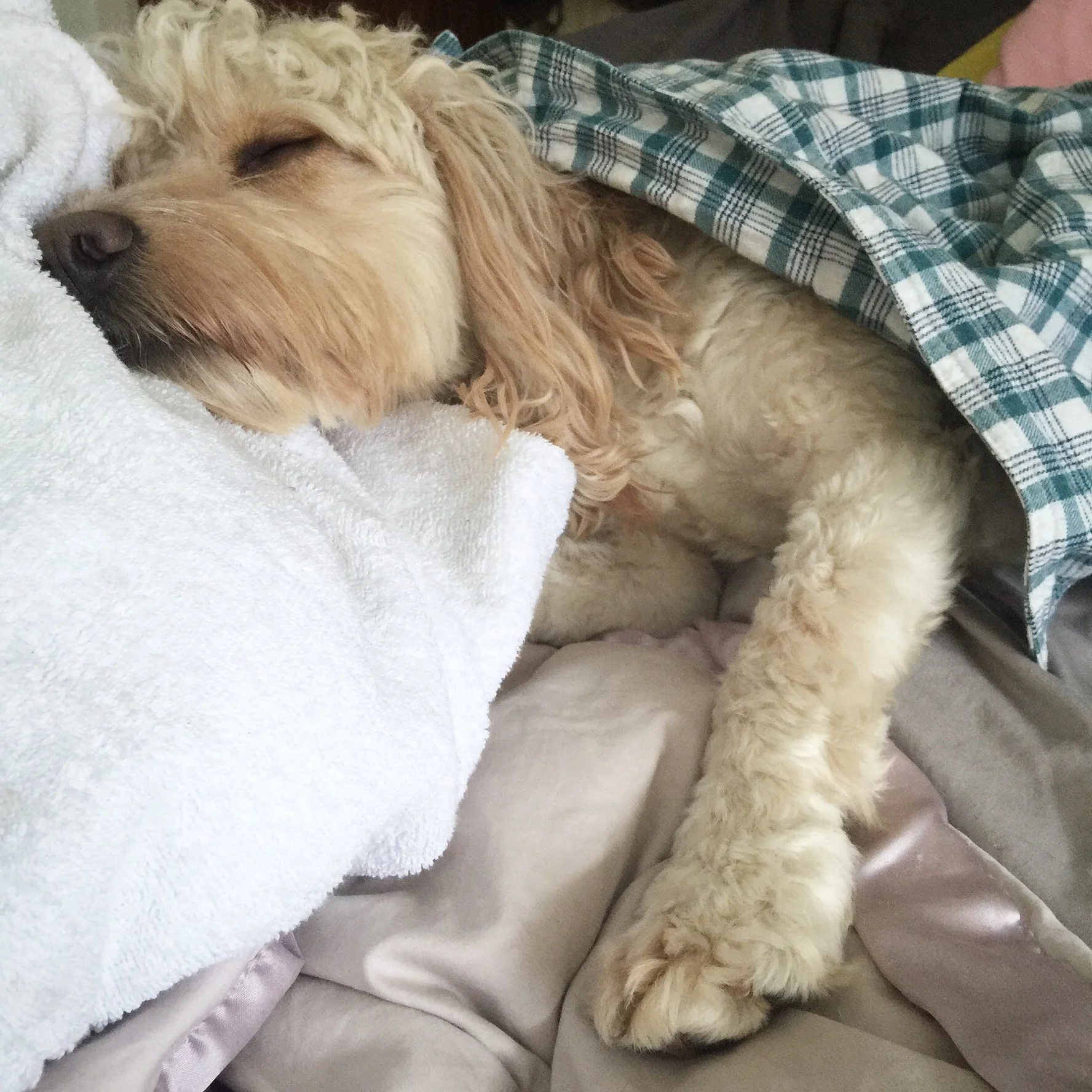 sleeping cockapoo