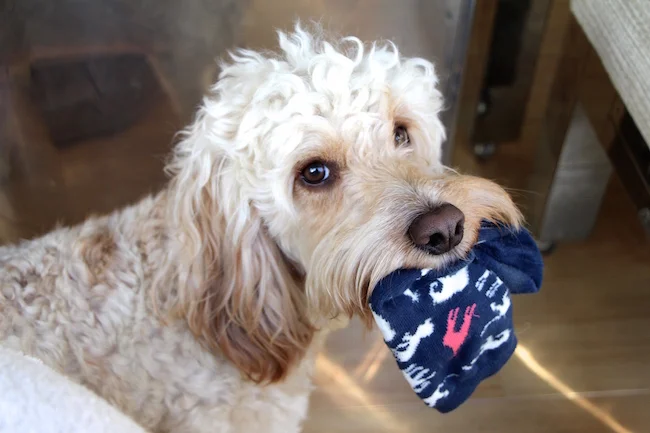 dexter the cockapoo