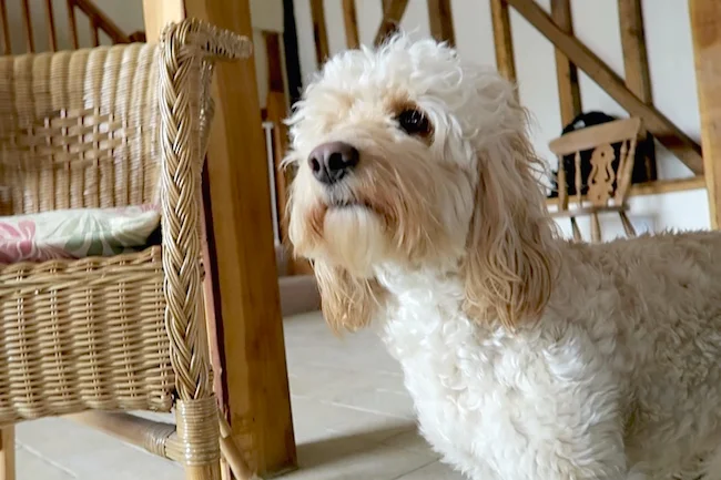 dexter the cockapoo