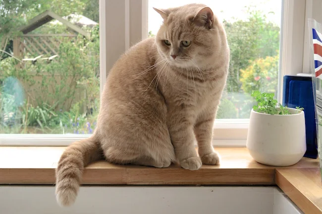 mr bear the cream british shorthair cat