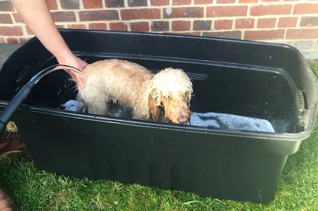 dexter the dog bath
