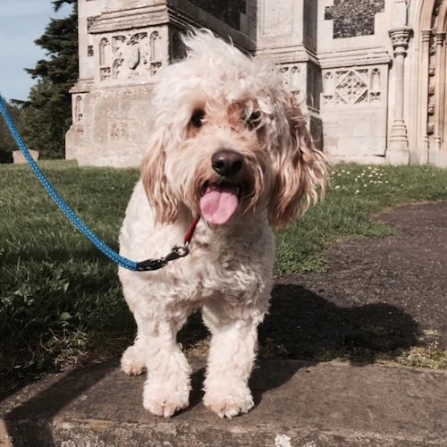 dexter the cockapoo