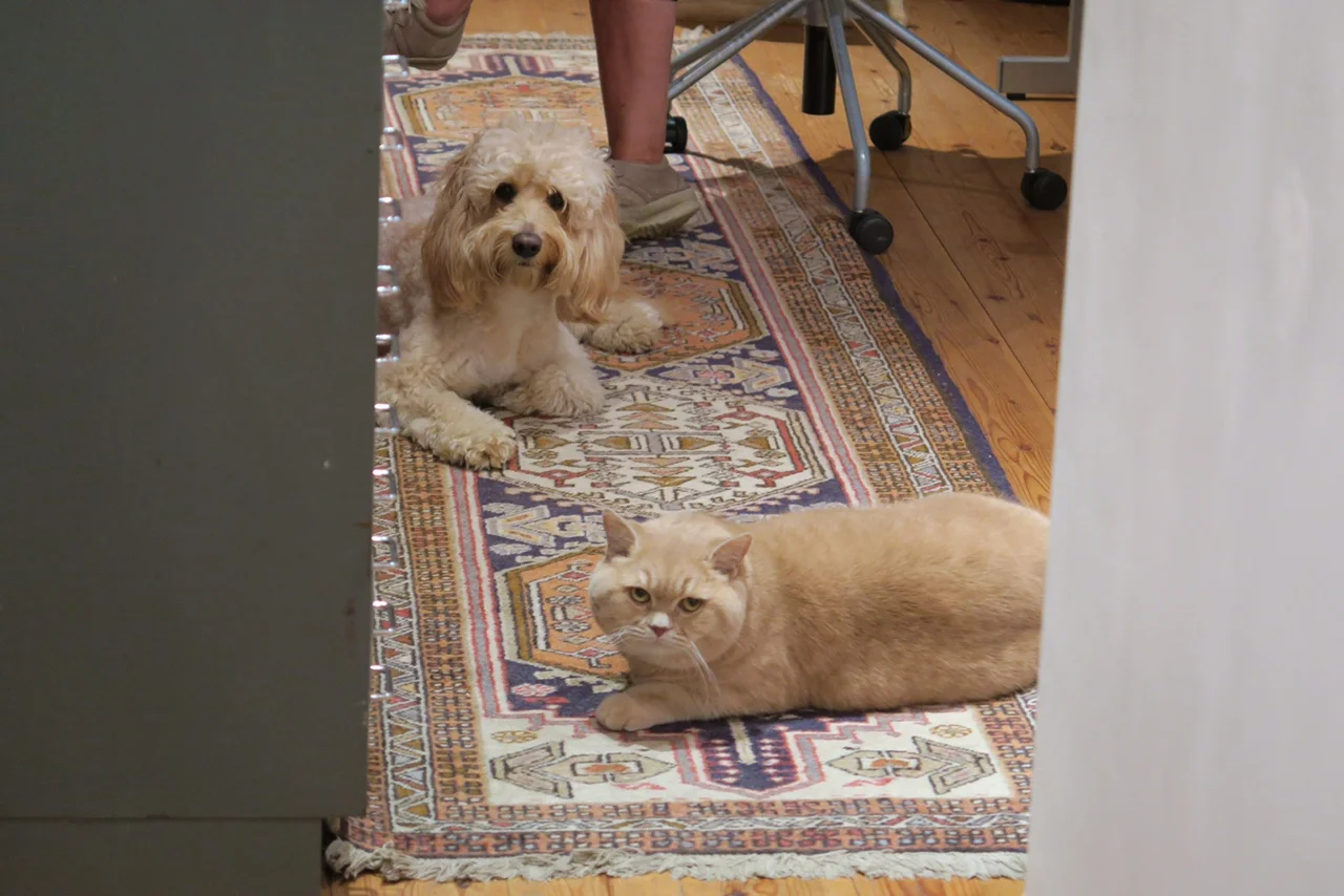 cockapoo and british shorthair