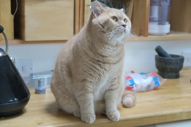 mr bear the british shorthair