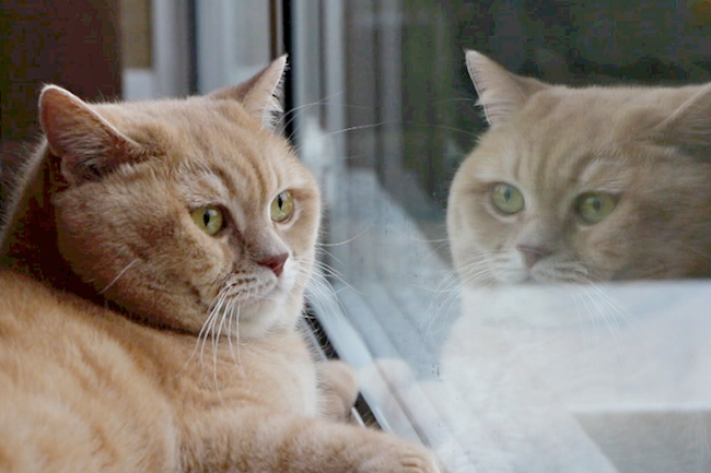 british shorthair cat