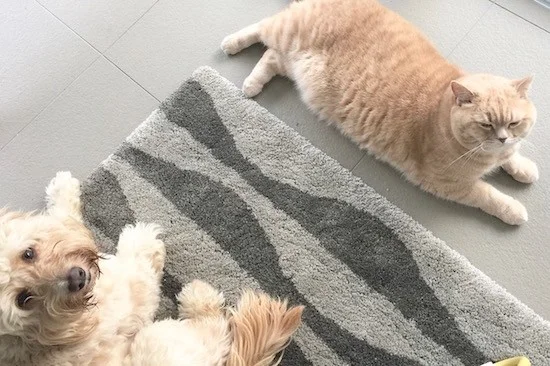 cockapoo and british shorthair cat