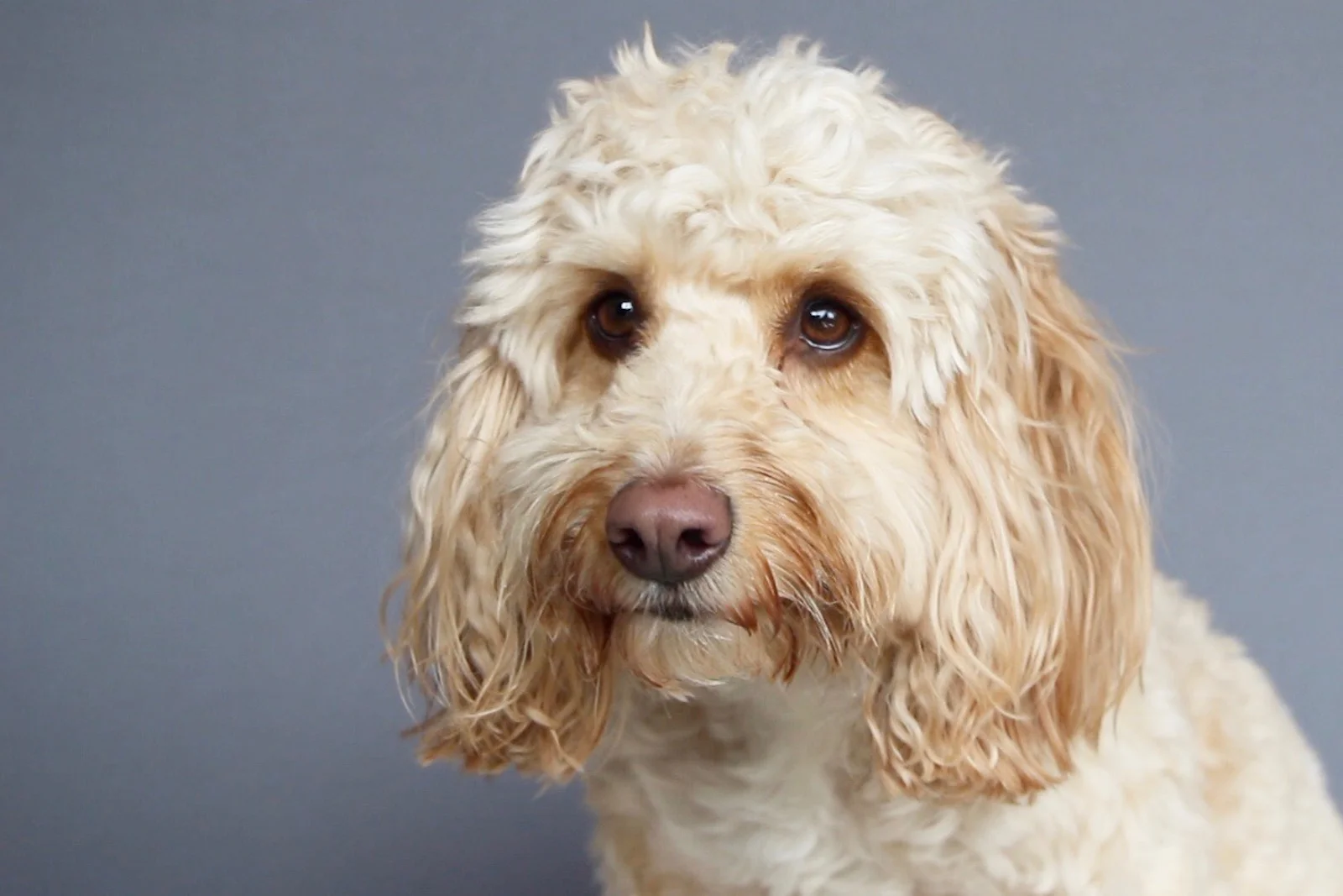 Sunday Tittle Tattle: My Dog Does My Makeup